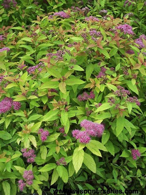 Enhancing Your Outdoor Living Space with Magic Carpet Japonese Spirea